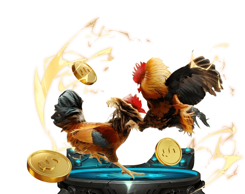 Người chơi đang xem và đặt cược đá gà trực tuyến trên Thomo 88